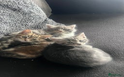 Domestic Shorthair cats for sale: Beautiful fluffy boy looking for his forever home  - Image 8