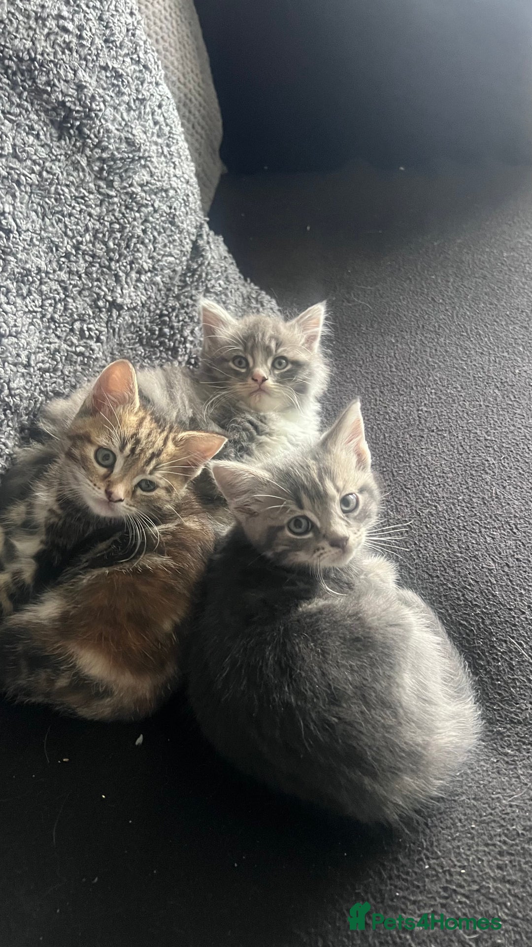 Domestic Shorthair cats for sale: Beautiful fluffy boy looking for his forever home  - Image 8