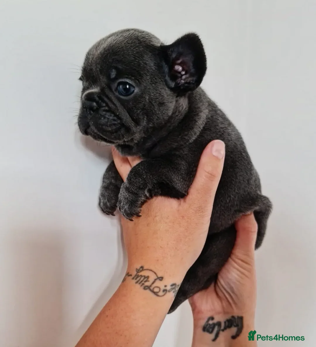 French Bulldog dogs for stud: ** RogueRoyales Zeus ** Fully Suited Lilac Merle  in Wolverhampton - Advert 13