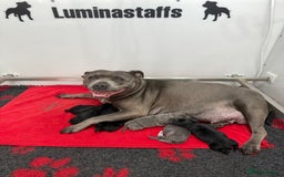 Staffordshire Bull Terrier dogs for sale: KC Registered Mr T & Luminastaffs Puppies - Image 16