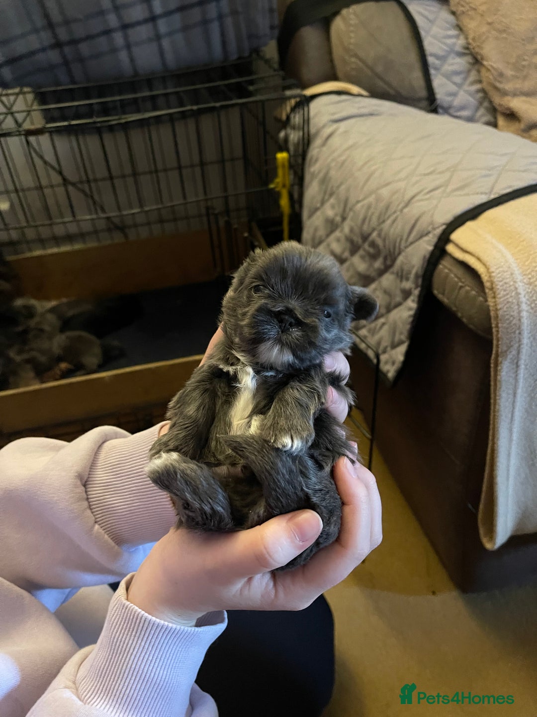 Shih Tzu dogs for sale: imperial karishishi shih tzu - Advert 14