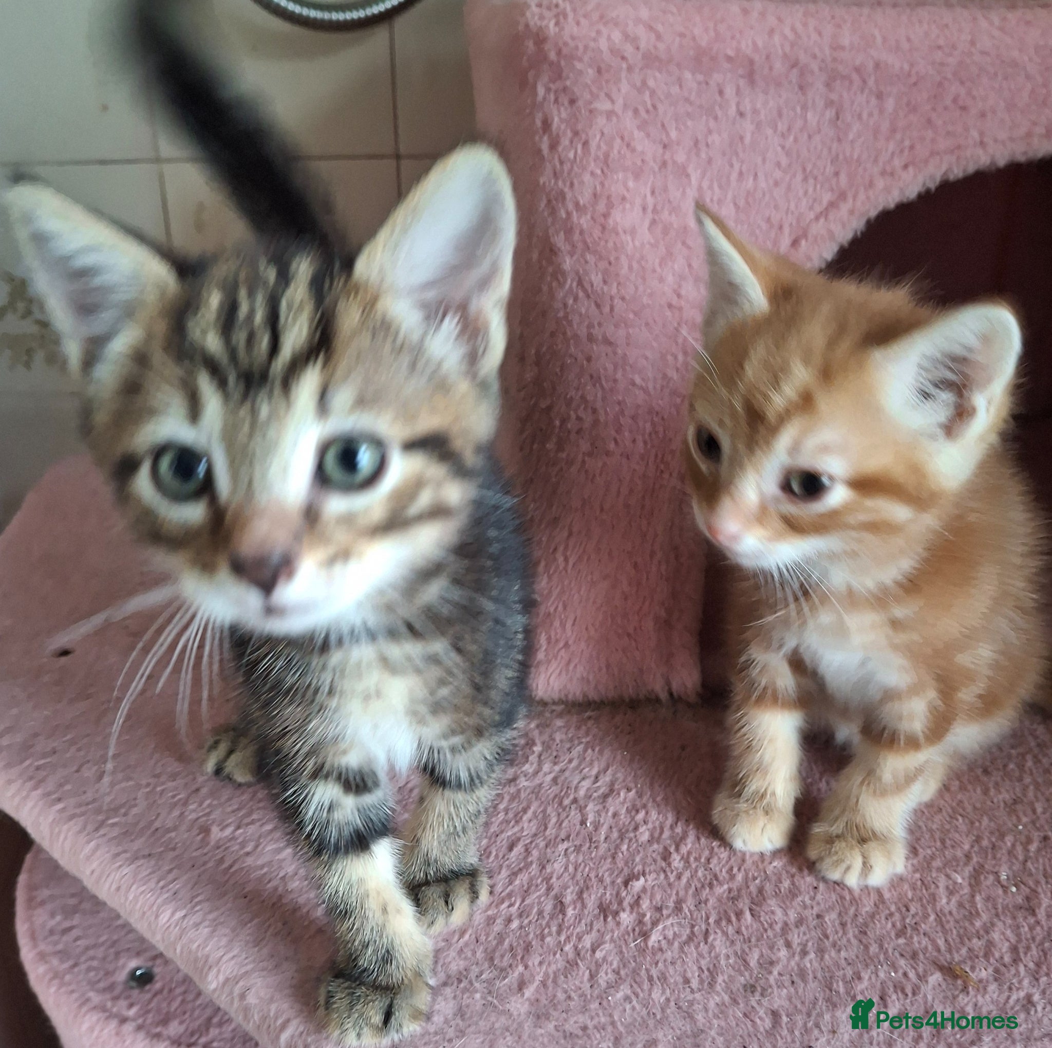 Mixed Breed cats for sale: 2 Beautiful Boys Available  - Advert 7