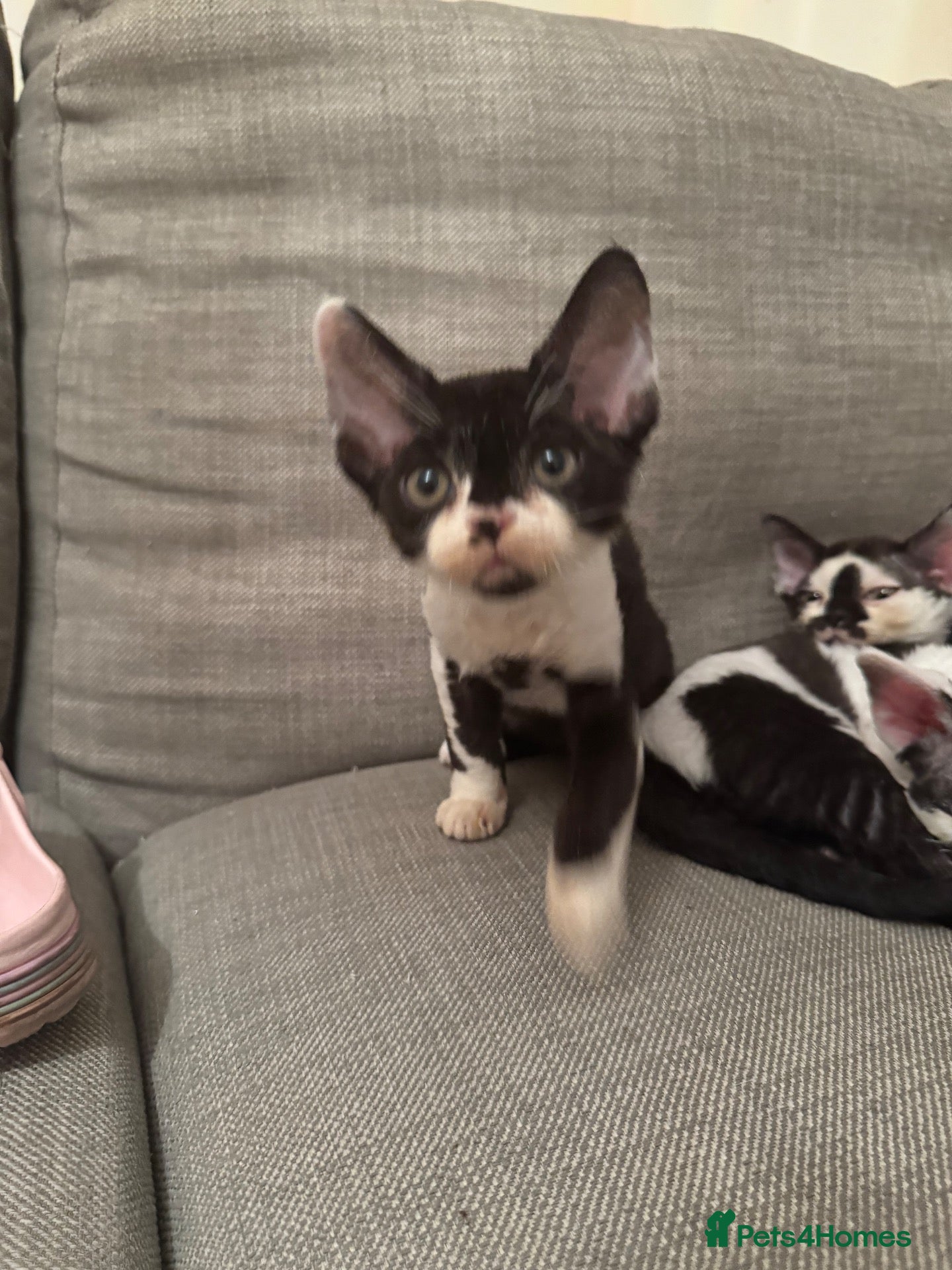Devon Rex cats 2026 Devon Rex litters  - Advert 15