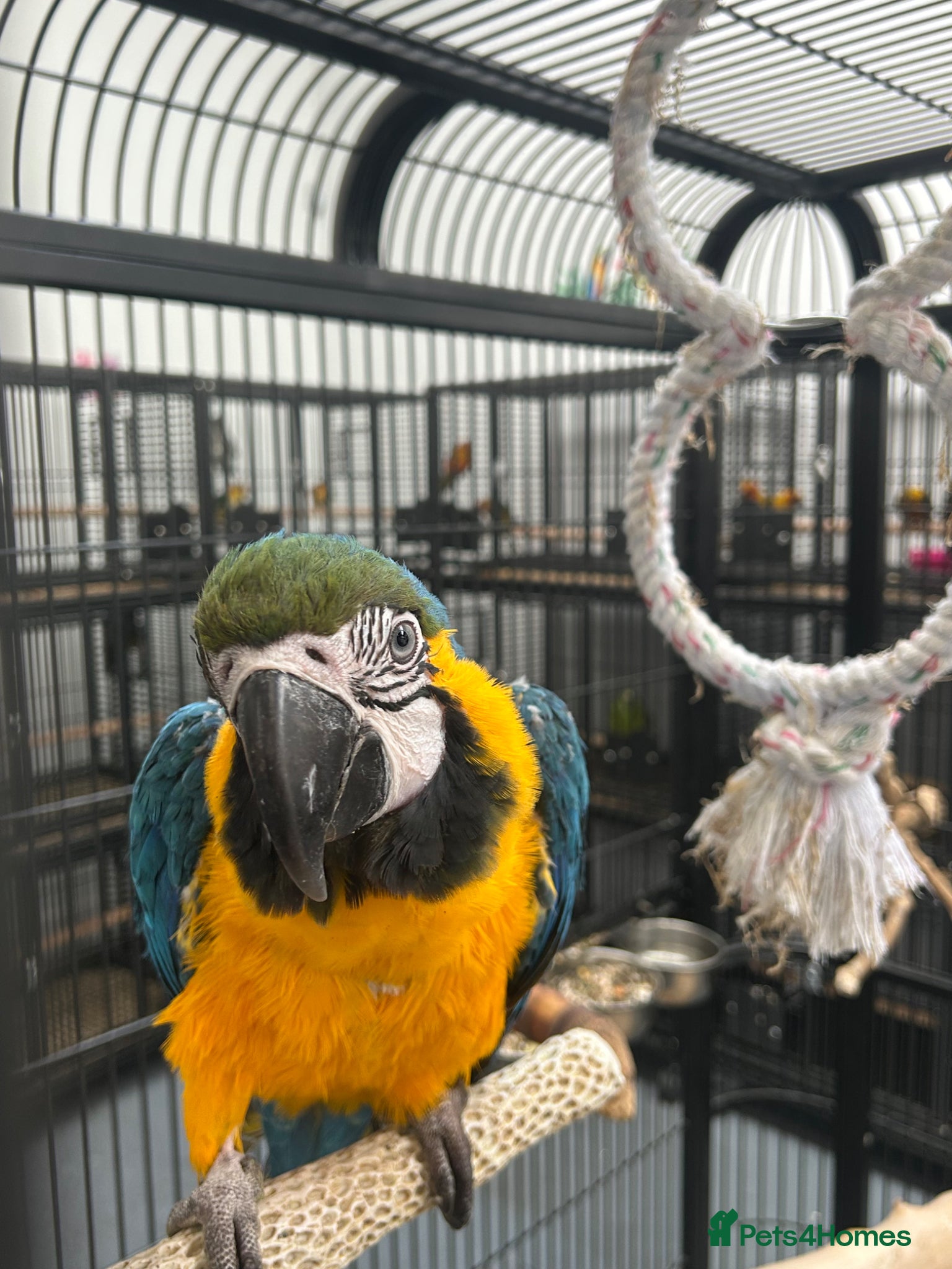 Parrots birds Hand Reared Baby Blue & Gold Macaws  - Advert 19