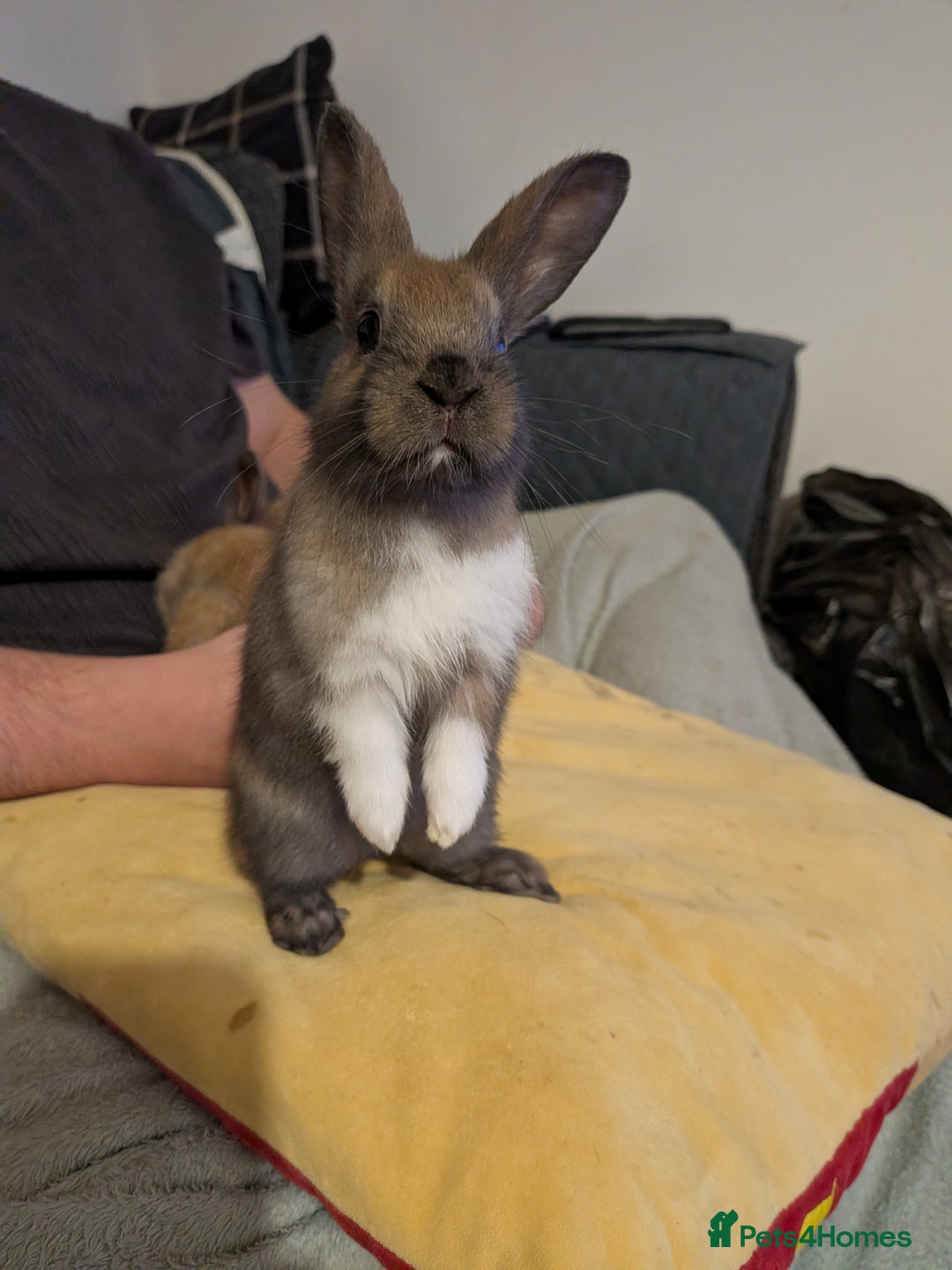 Mixed Breed rabbits for sale: 3 mixed baby rabbits - Advert 6