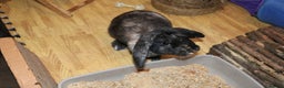 Mini Lop rabbits for sale: Mini Lop Doe - Advert 3
