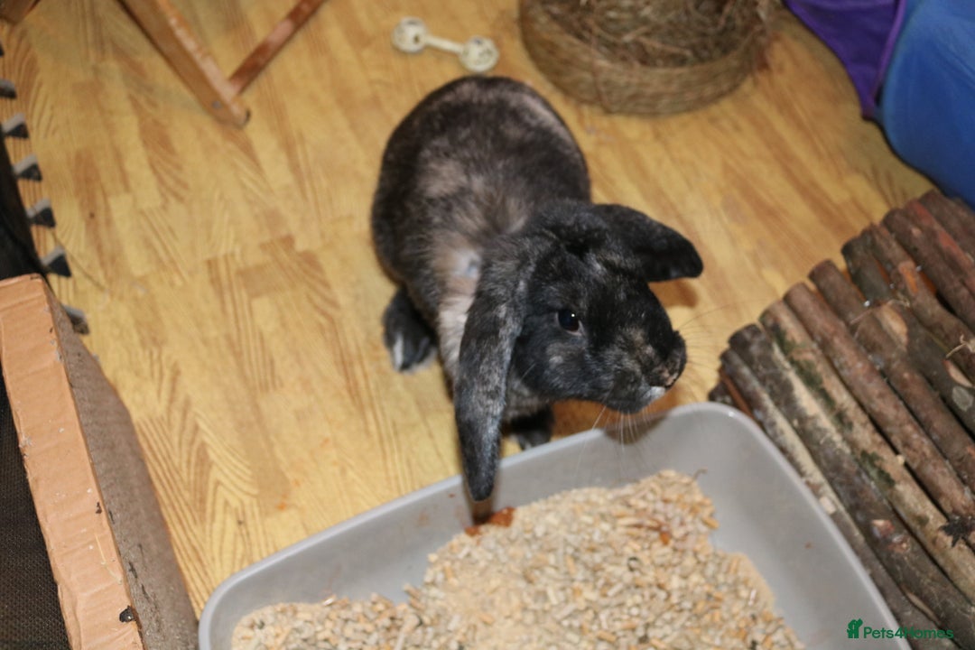 Mini Lop rabbits for sale: Mini Lop Doe - Advert 3