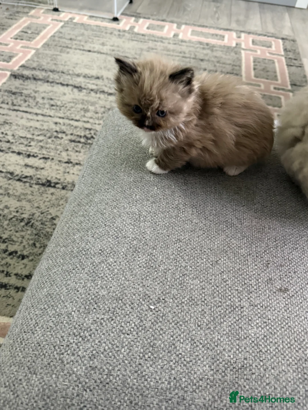 Ragdoll cats for sale: Female ragboll - Advert 2