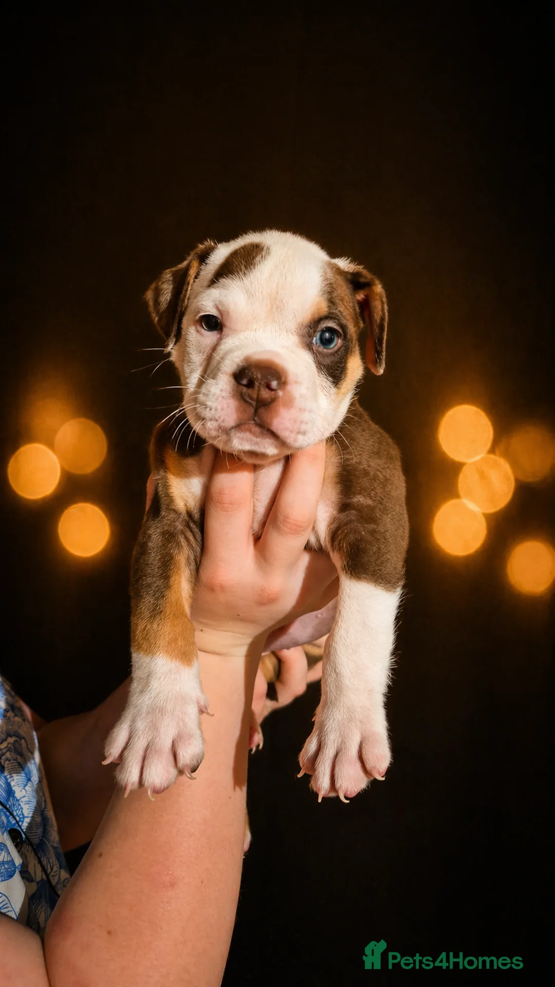 Mixed Breed dogs for sale: Stunning Old Tyme/English Bulldog Puppies–Ready2go - Advert 41
