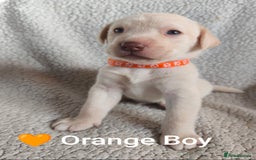 Labrador Retriever dogs for sale: Adorable Labrador Retriever Puppies  - Image 11