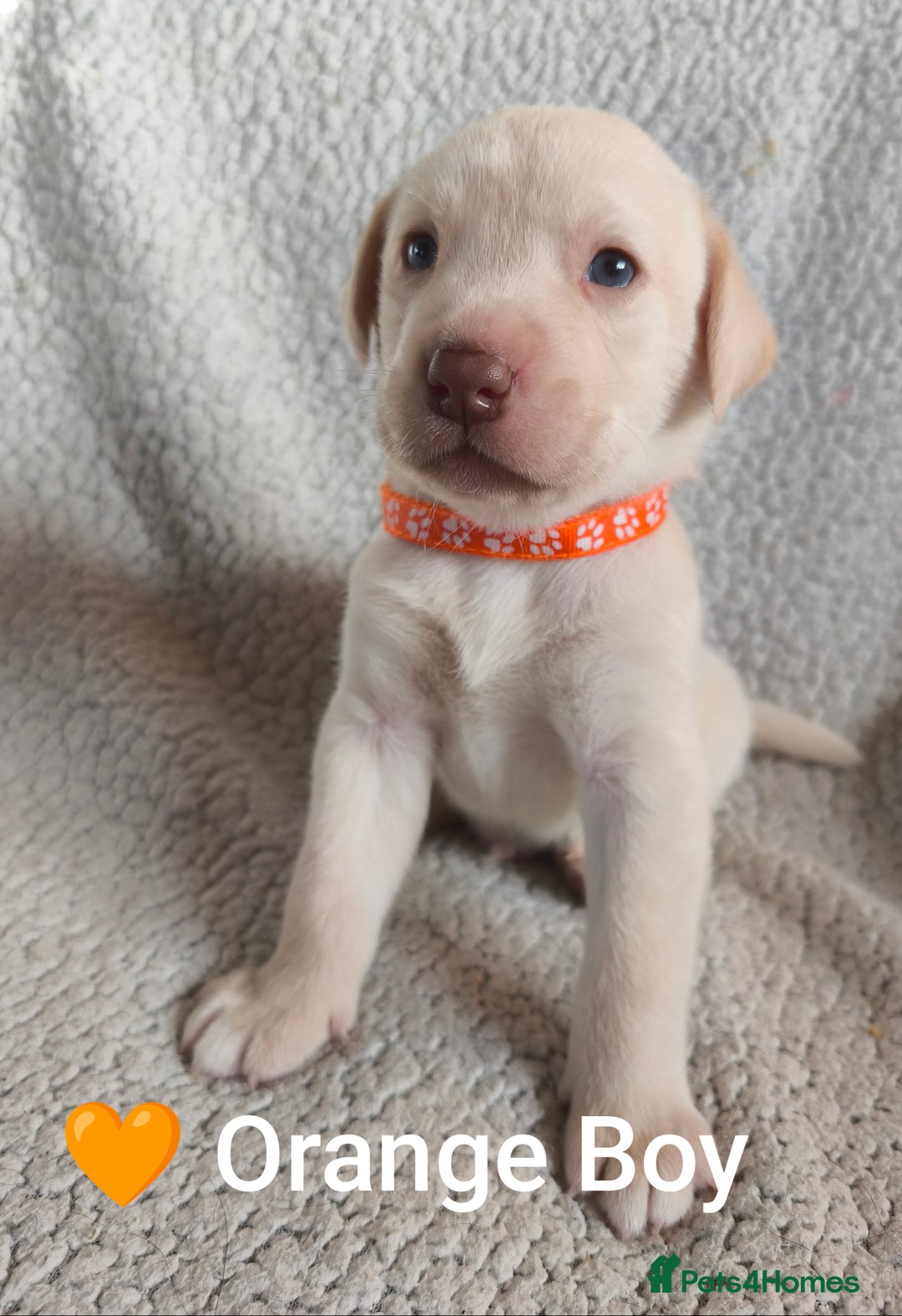Labrador Retriever dogs for sale: Adorable Labrador Retriever Puppies  - Image 11