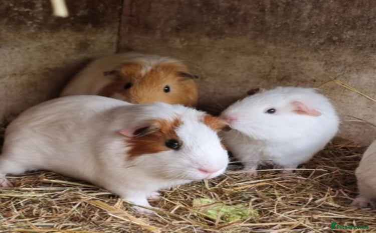 Guinea Pig rodents - Advert 2