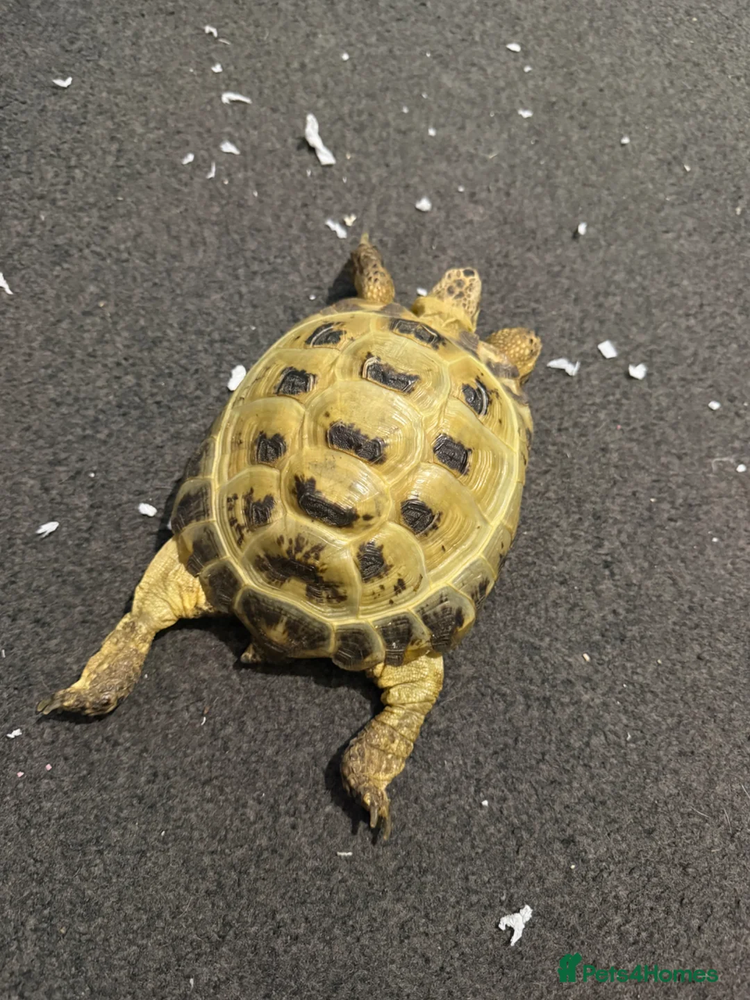 Tortoise reptiles for sale: Horsefield female tortoise  - Advert 3