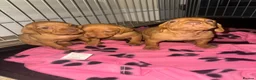 Hungarian Vizsla dogs for sale: Hungarian Vizsla KC Puppies excellent Pedigree - Advert 19