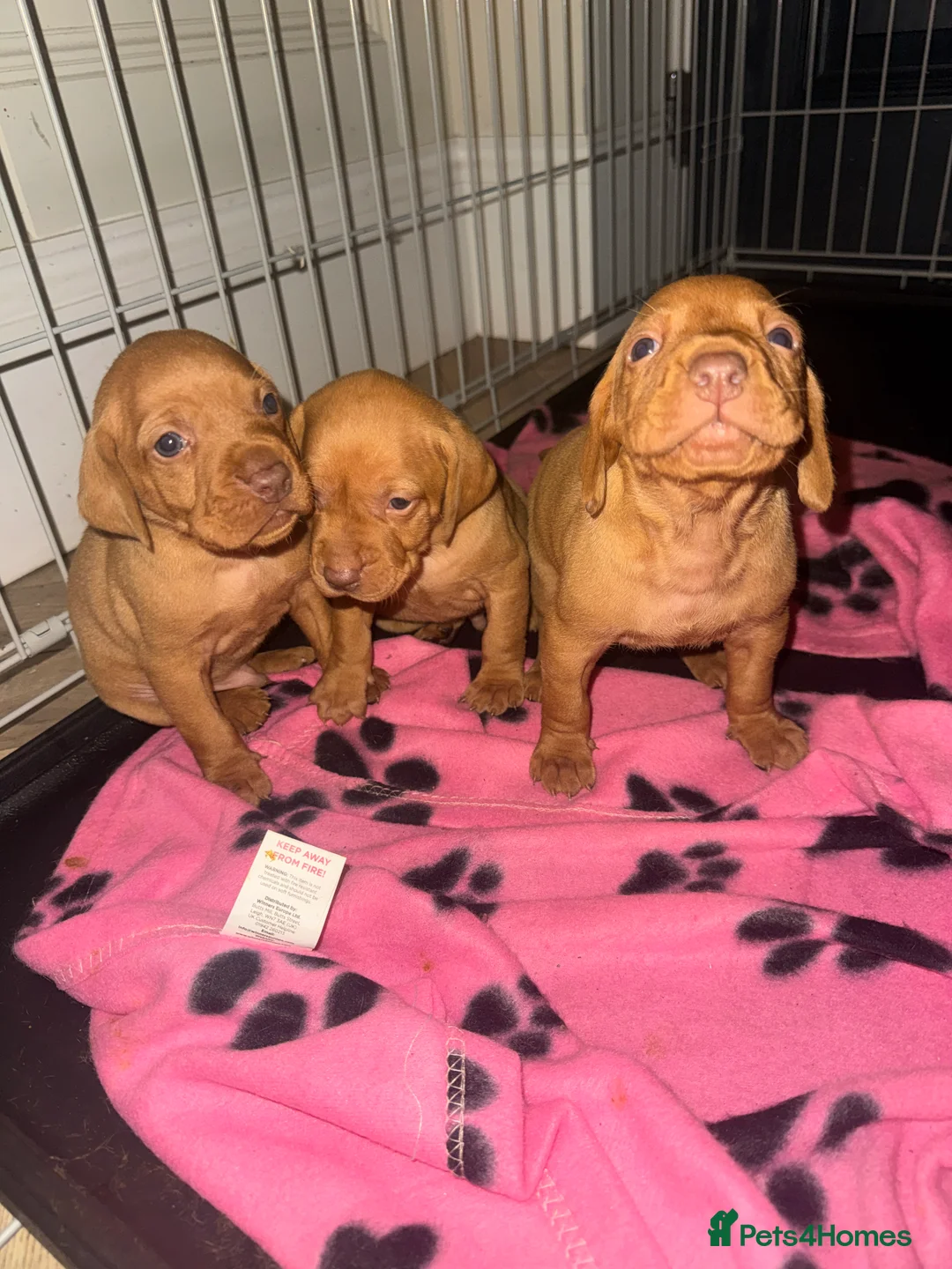 Hungarian Vizsla dogs for sale: Hungarian Vizsla KC Puppies excellent Pedigree - Advert 19