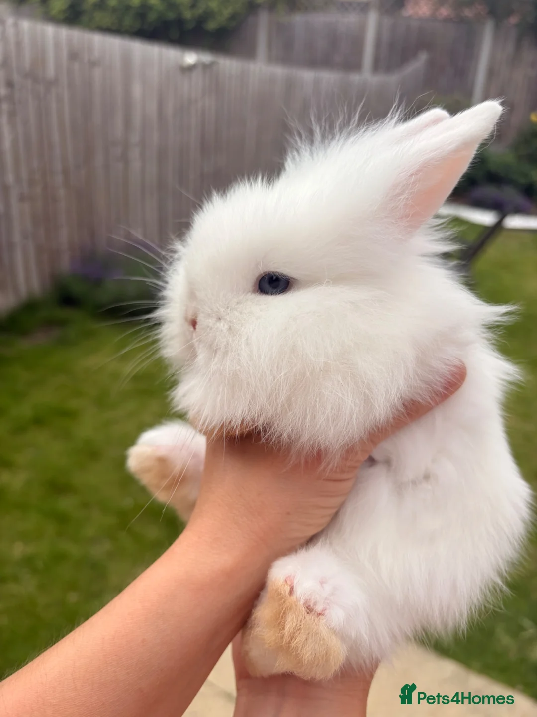 Lionhead rabbits for sale: Blue-Eyed Lionhead Baby Rabbits in St Albans - Advert 1