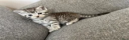Mixed Breed cats for sale: Exotic cross kittens  - Advert 6