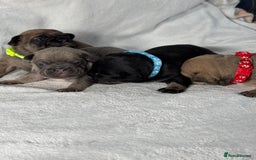 French Bulldog dogs for sale: Four beautiful healthy female French Bulldogs - Image 22