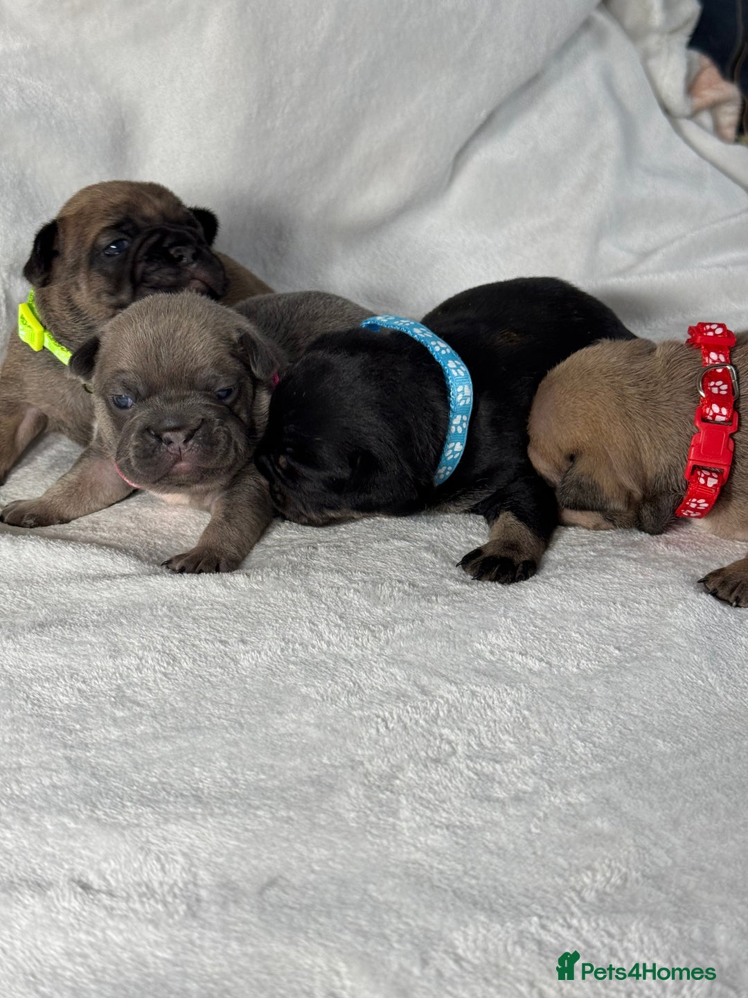 French Bulldog dogs for sale: Four beautiful healthy female French Bulldogs - Image 22