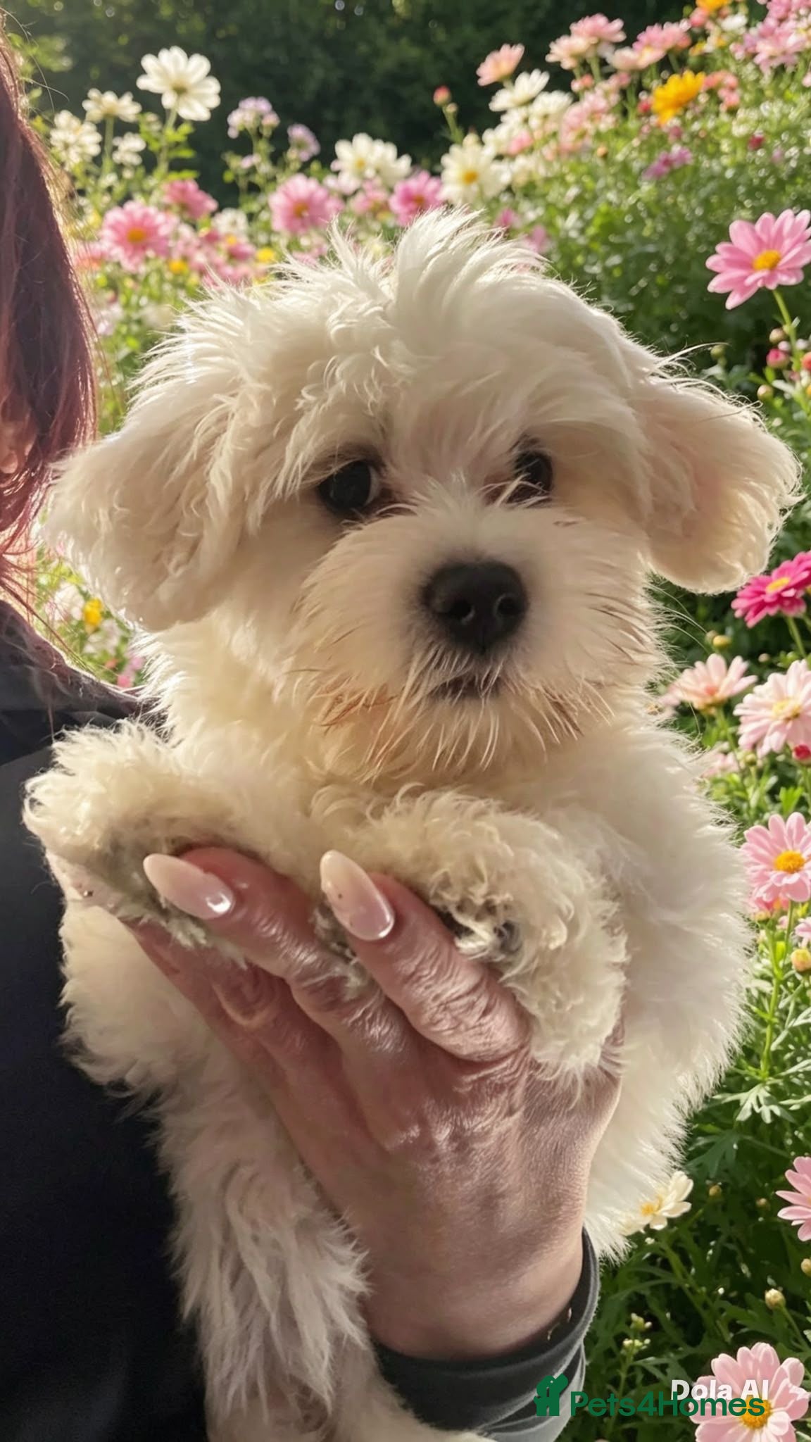 Maltipoo dogs Quality F1 Maltipoo puppies ready to leave! - Advert 7