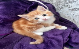 Mixed Breed cats for sale: GINGER KITTENS - Image 2