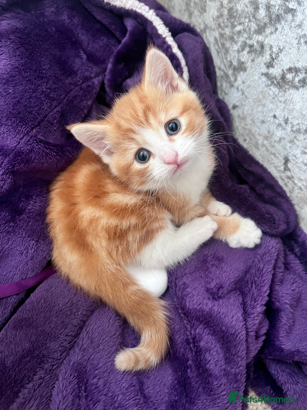 Mixed Breed cats for sale: GINGER KITTENS - Image 2
