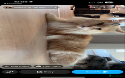 Maine Coon cats for sale: Beautiful Maine coon kittens 07396998601 - Image 16