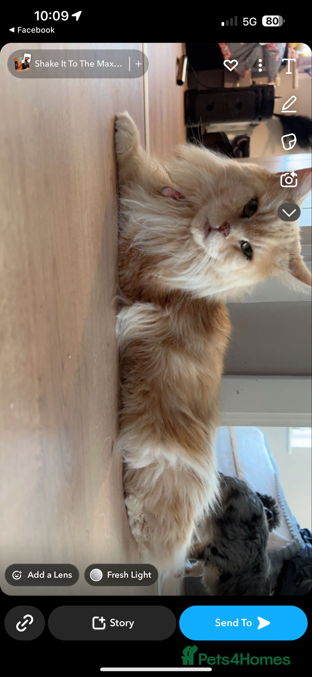 Maine Coon cats for sale: Beautiful Maine coon kittens 07396998601 - Image 16