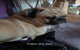 Pug dogs for sale: 4 beautiful Pug puppies for sale. - Image 20