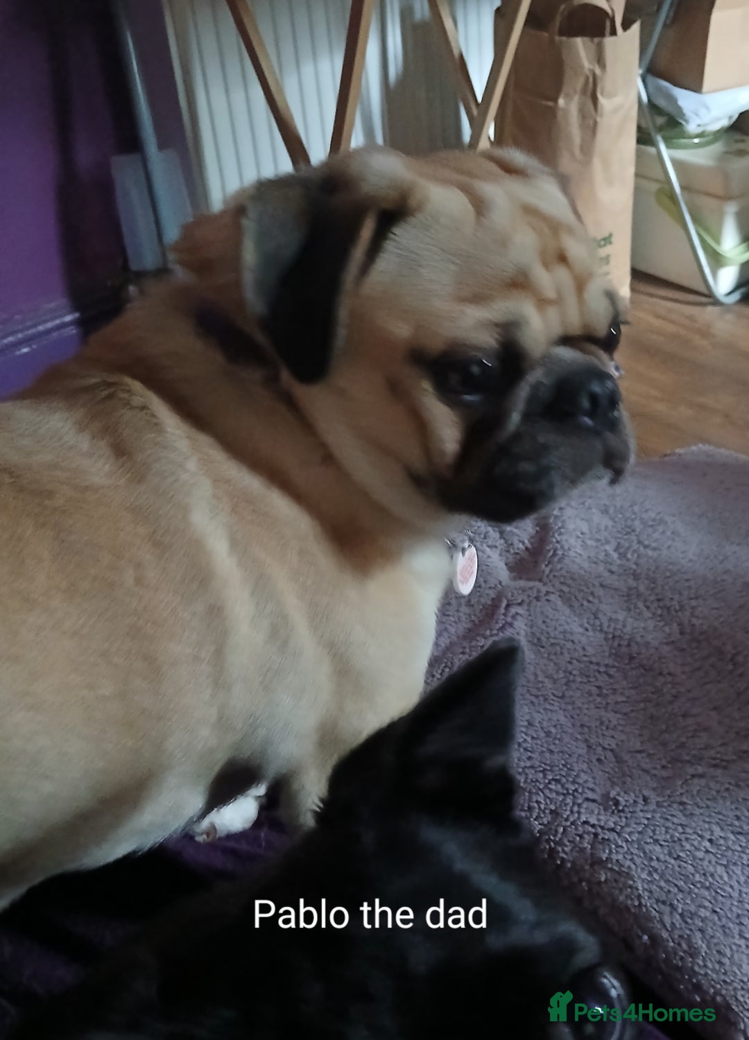 Pug dogs for sale: 4 beautiful Pug puppies for sale. - Image 20