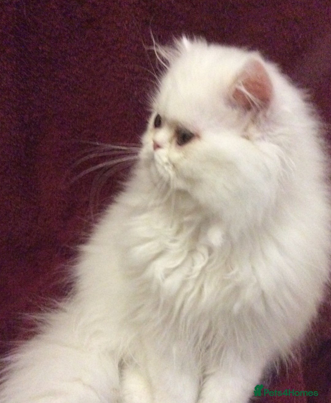 Persian cats for sale: White Persian Male Kitten - Advert 11
