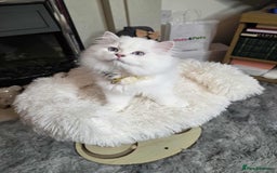 British Longhair cats for sale: Purebred British Longhair Boys-WCF Pedigree - Image 19