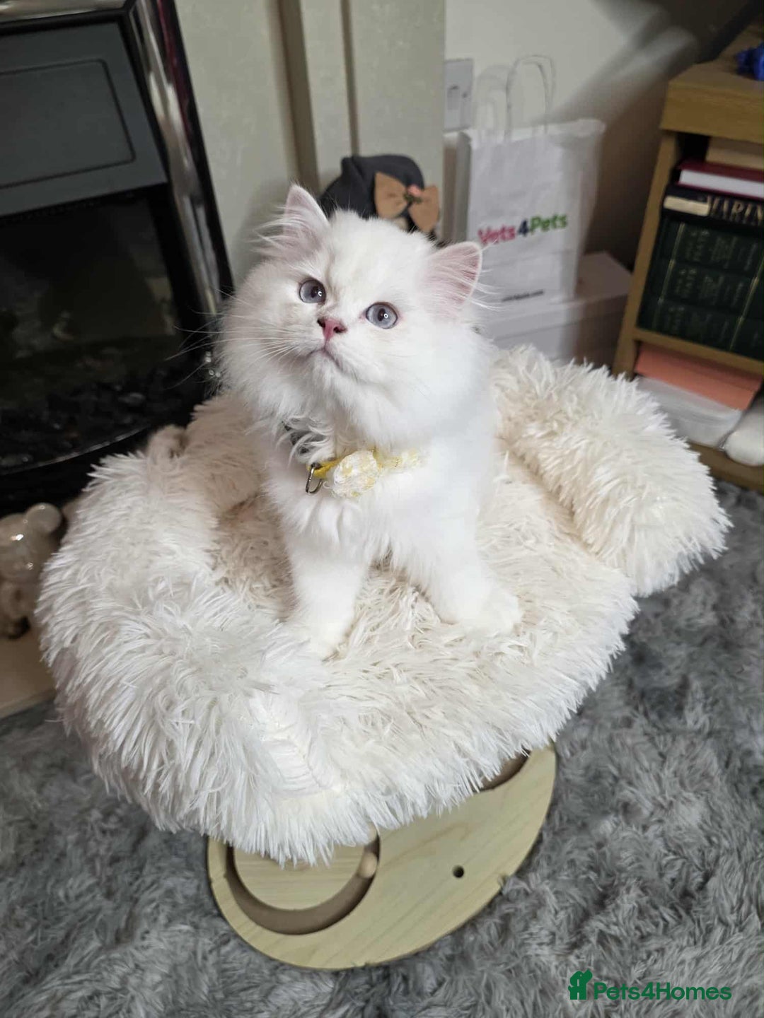 British Longhair cats for sale: Purebred British Longhair Boys-WCF Pedigree - Image 19