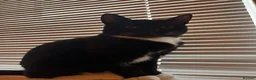 Mixed Breed cats for sale: male kitten for sale - Advert 2