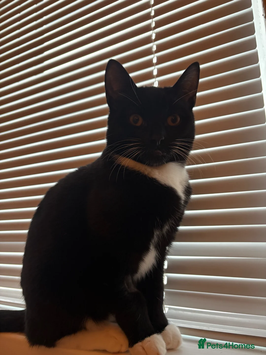 Mixed Breed cats for sale: male kitten for sale - Advert 2