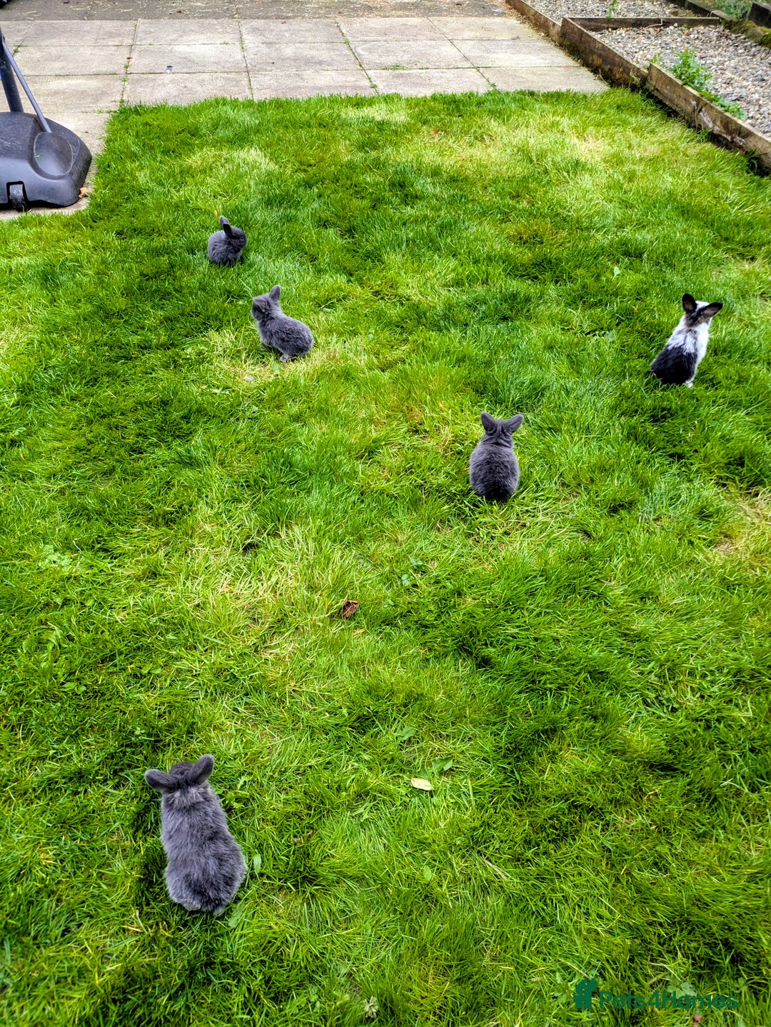 Mini Lion Lop rabbits for sale: Mini Lion lop bunnies - Image 3