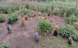 Chickens poultry for sale: Chickens and chicks for sale  - Image 8