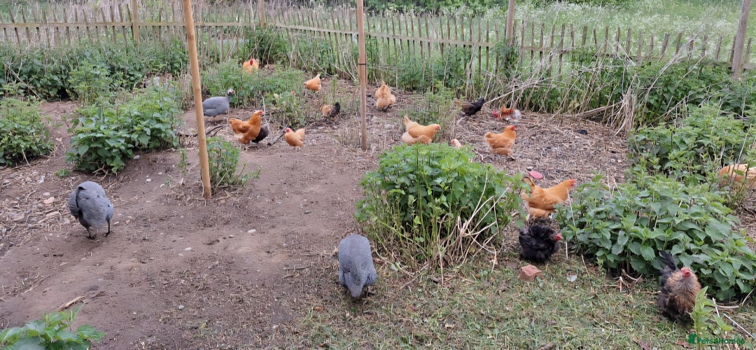 Chickens poultry for sale: Chickens and chicks for sale  - Image 8
