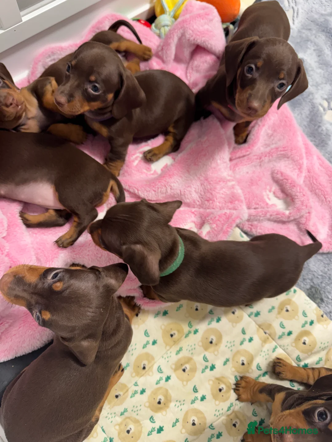 Miniature Dachshund dogs for sale: Miniature dachund puppies smooth hair  - Advert 5