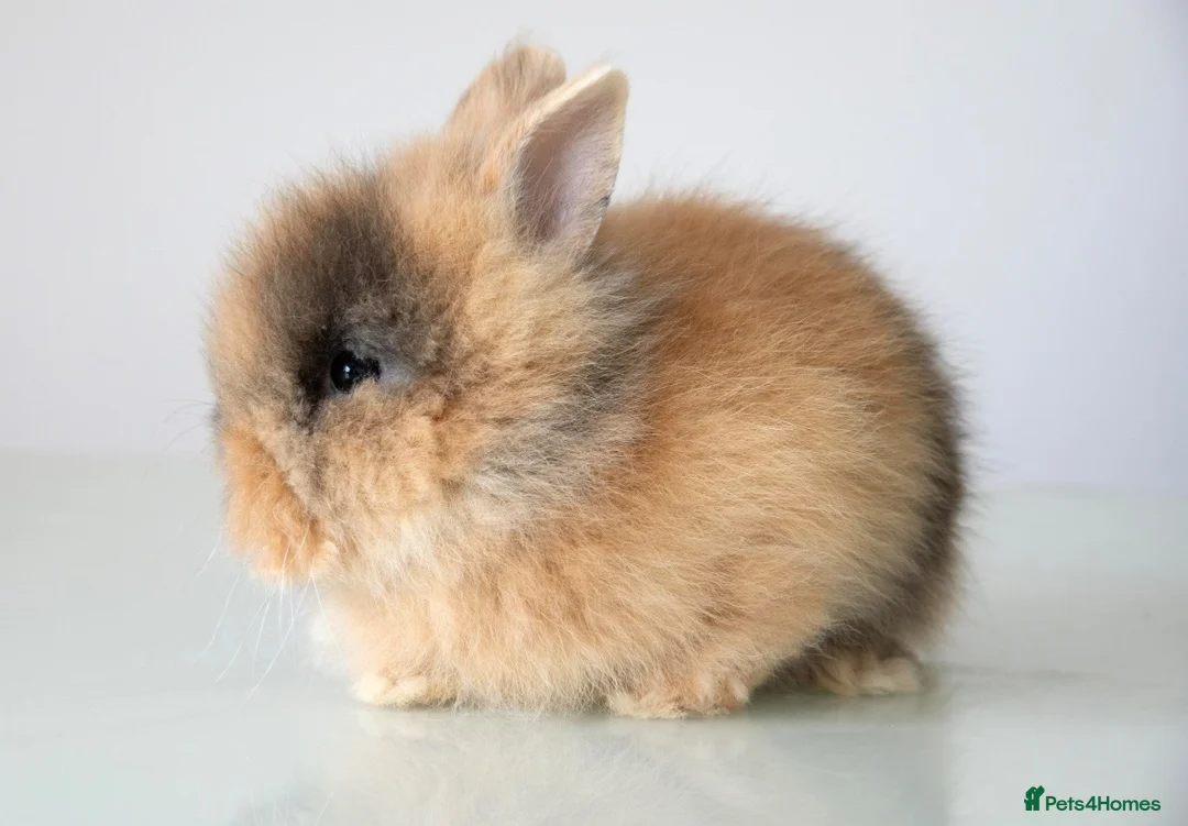 Lionhead rabbits for sale: RTL 17/07 Quality Double-maned Lionhead Rabbits - Advert 5