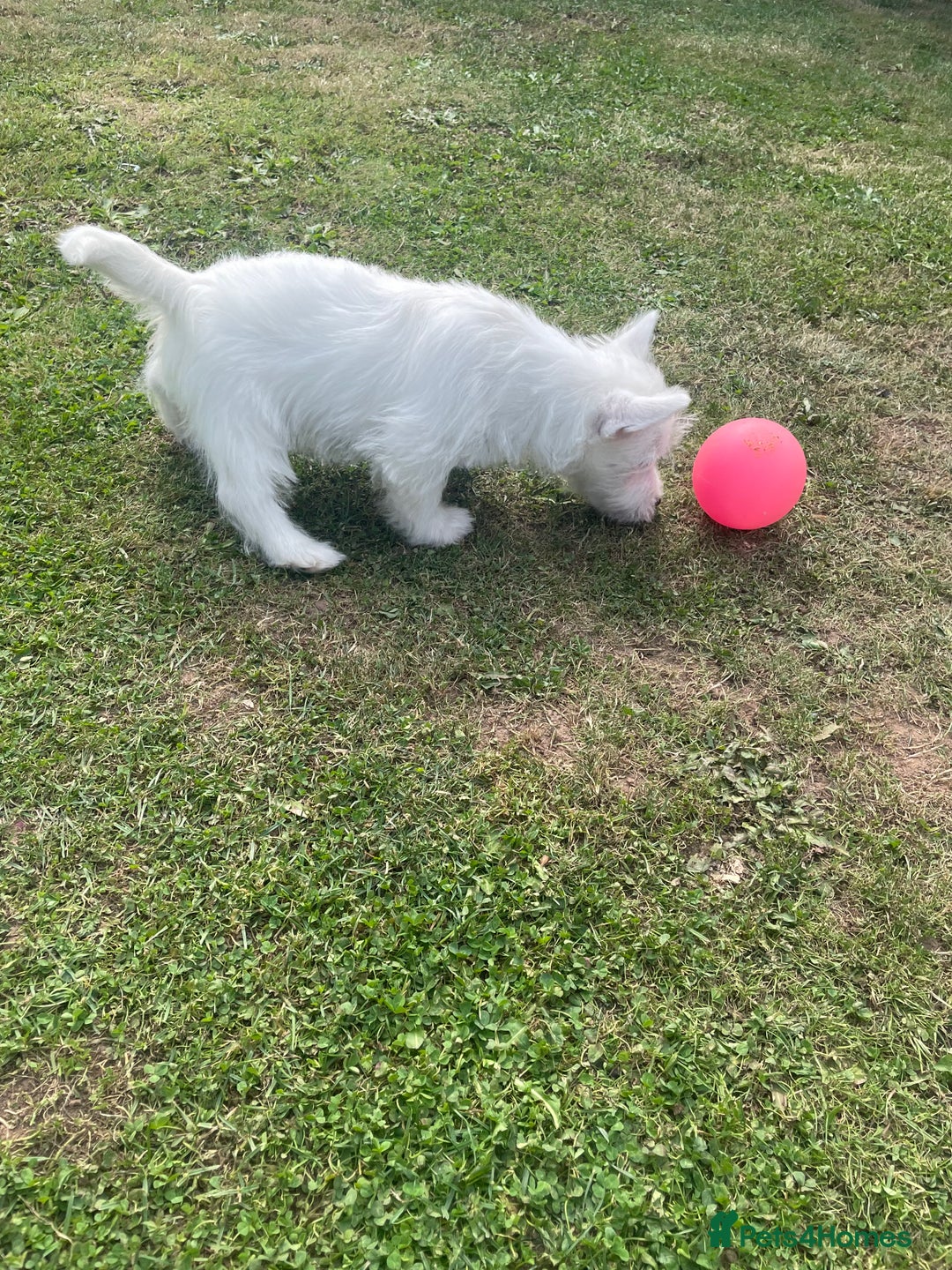 West Highland Terrier dogs for sale: Beautiful westie pups  - Image 5