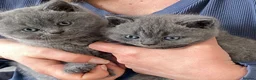British Shorthair cats for sale: Four adorable pedigree British shorthair kittens  in London - Advert 4