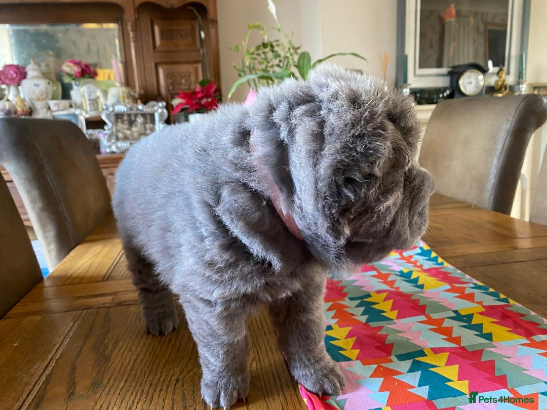 Shar Pei dogs for sale: 4 Shar pei puppies for sale - Advert 19
