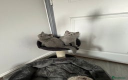 British Shorthair cats for sale: 1 Girl left Beautiful British Shorthair  - Image 1