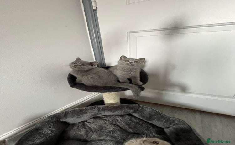 British Shorthair cats - Advert 2