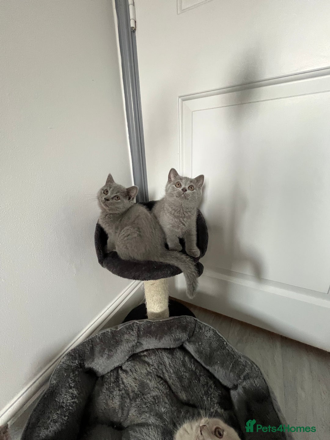 British Shorthair cats for sale: 1 Girl left Beautiful British Shorthair  - Image 1