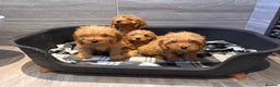 Cockapoo dogs for sale: Beautiful gold Cockapoo puppies - Advert 14