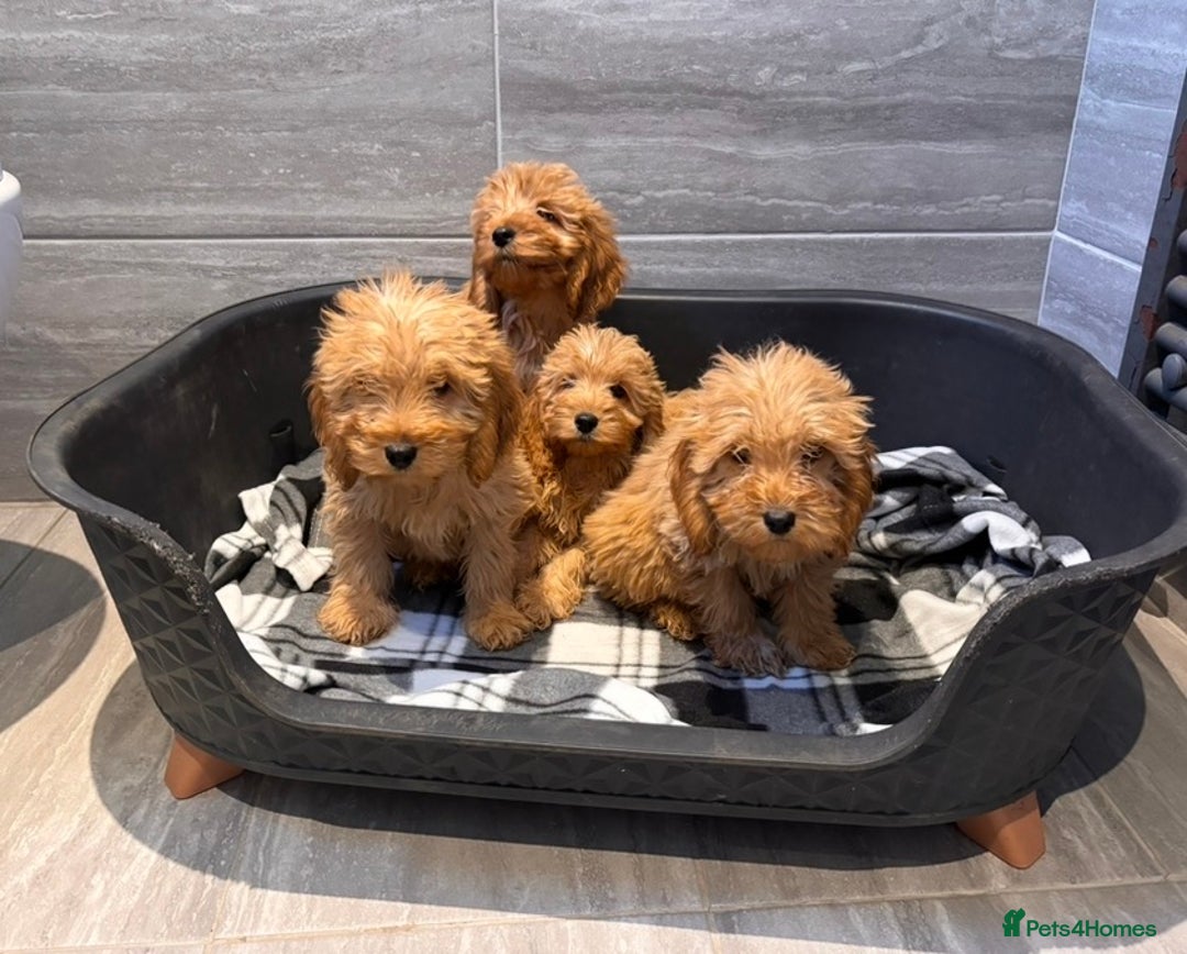 Cockapoo dogs for sale: Beautiful gold Cockapoo puppies - Advert 14