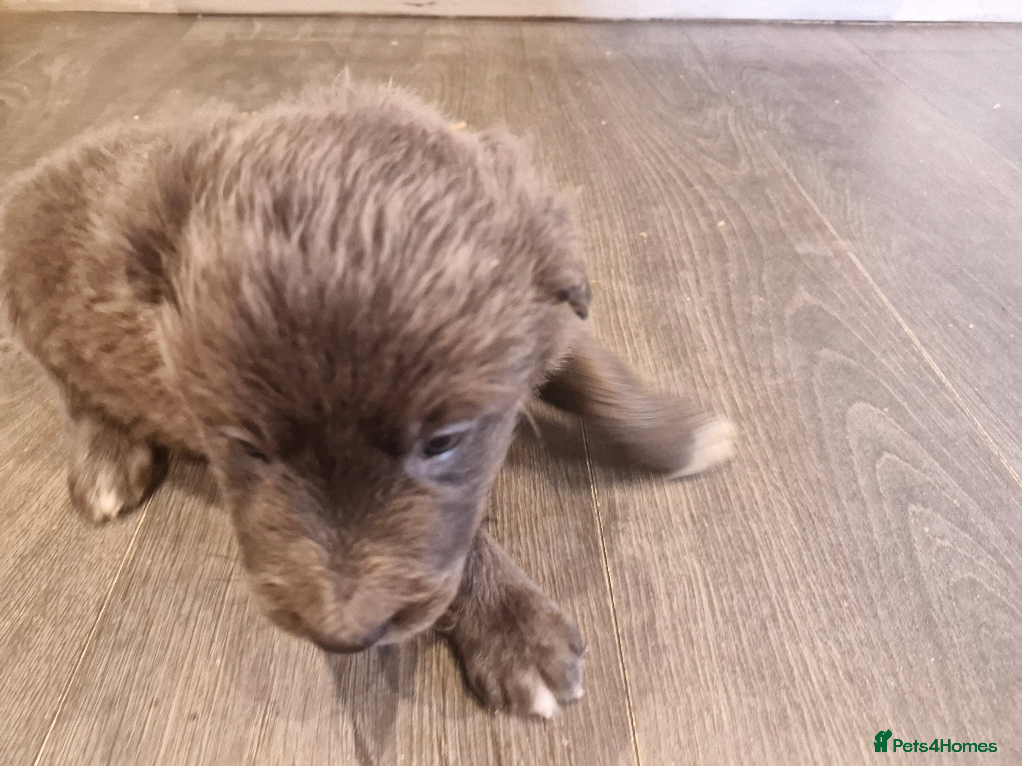 Border Collie dogs Gorgeous Blue Border Collie Pups - Advert 2
