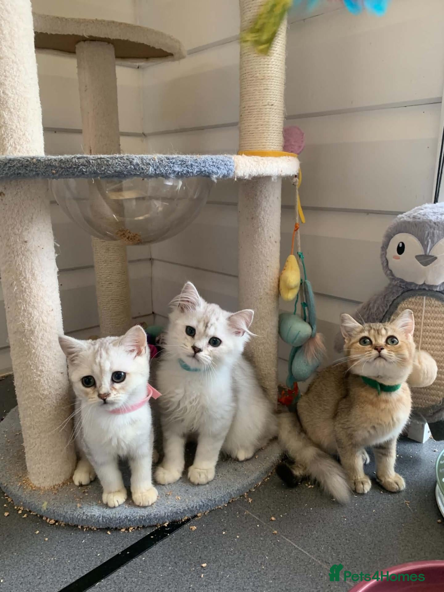 British Shorthair cats BSH 11 weeks old Rare Shaded colours  - Advert 1
